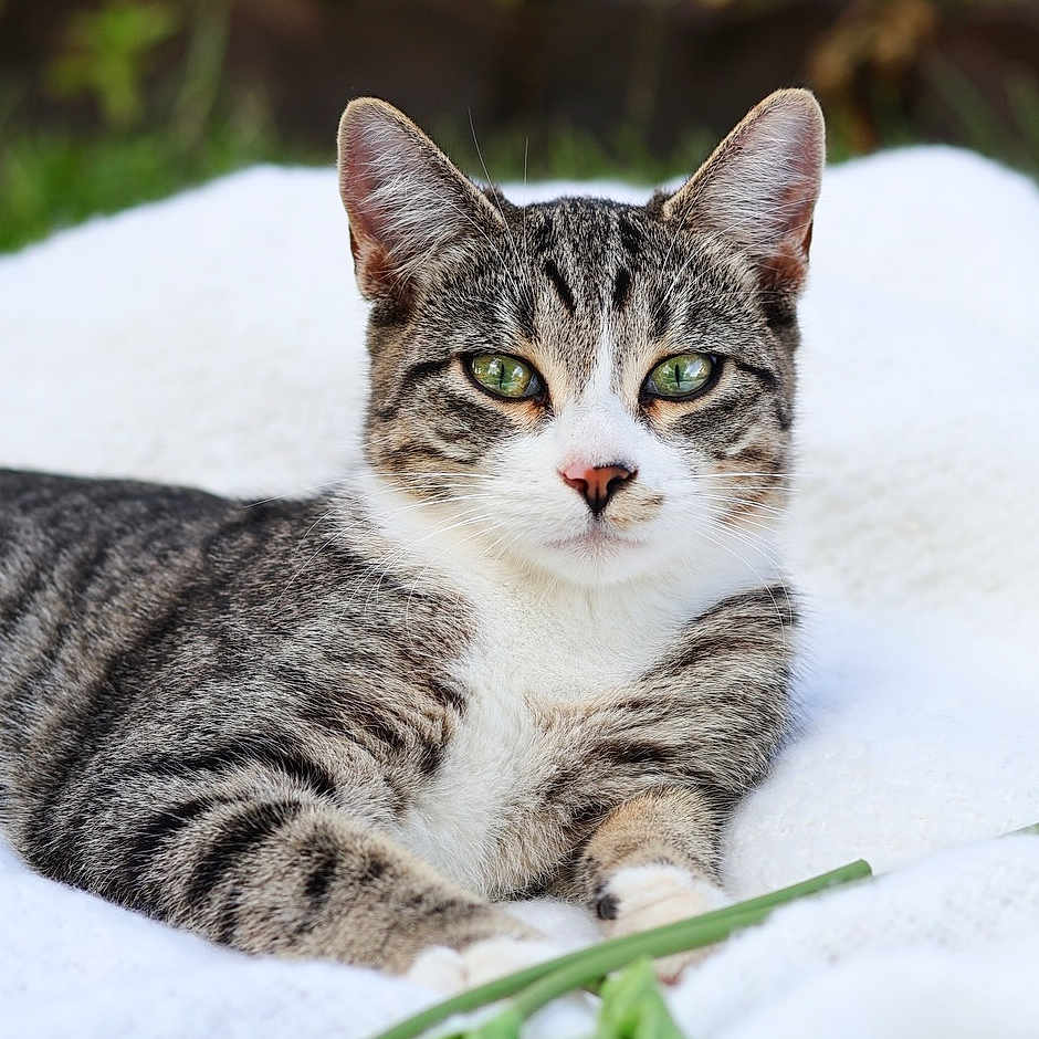 Chatty Kathy joined the competition — help win amazing prizes! blanket, cat, close_up, cute, domestic_animal, ears, feline, fur, grass_background, green_eyes, looking_at_camera, lying_down, outdoor, paws, pet, portrait, relaxed, stripes, tabby_cat, whiskers