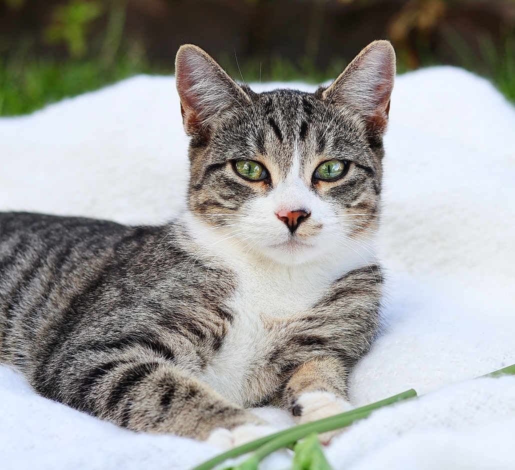 Chatty Kathy joined the competition — help win amazing prizes! cat, tabby_cat, pet, feline, green_eyes, whiskers, ears, portrait, close_up, lying_down, blanket, outdoor, grass_background, paws, fur, stripes, relaxed, looking_at_camera, cute, domestic_animal