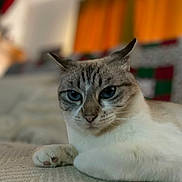 Youbi participe au concours pour gagner de l'argent avec cette photo : cat, indoor, pet, animal, feline, closeup, blue_eyes, relaxed, laying_down, blanket, cozy, portrait, whiskers, ears, fur, resting, home, curious, soft_light, background_blur