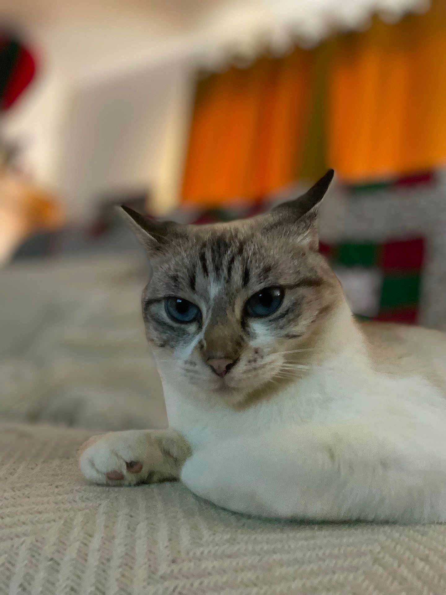 Youbi participe au concours pour gagner de l'argent avec cette photo : cat, indoor, pet, animal, feline, closeup, blue_eyes, relaxed, laying_down, blanket, cozy, portrait, whiskers, ears, fur, resting, home, curious, soft_light, background_blur