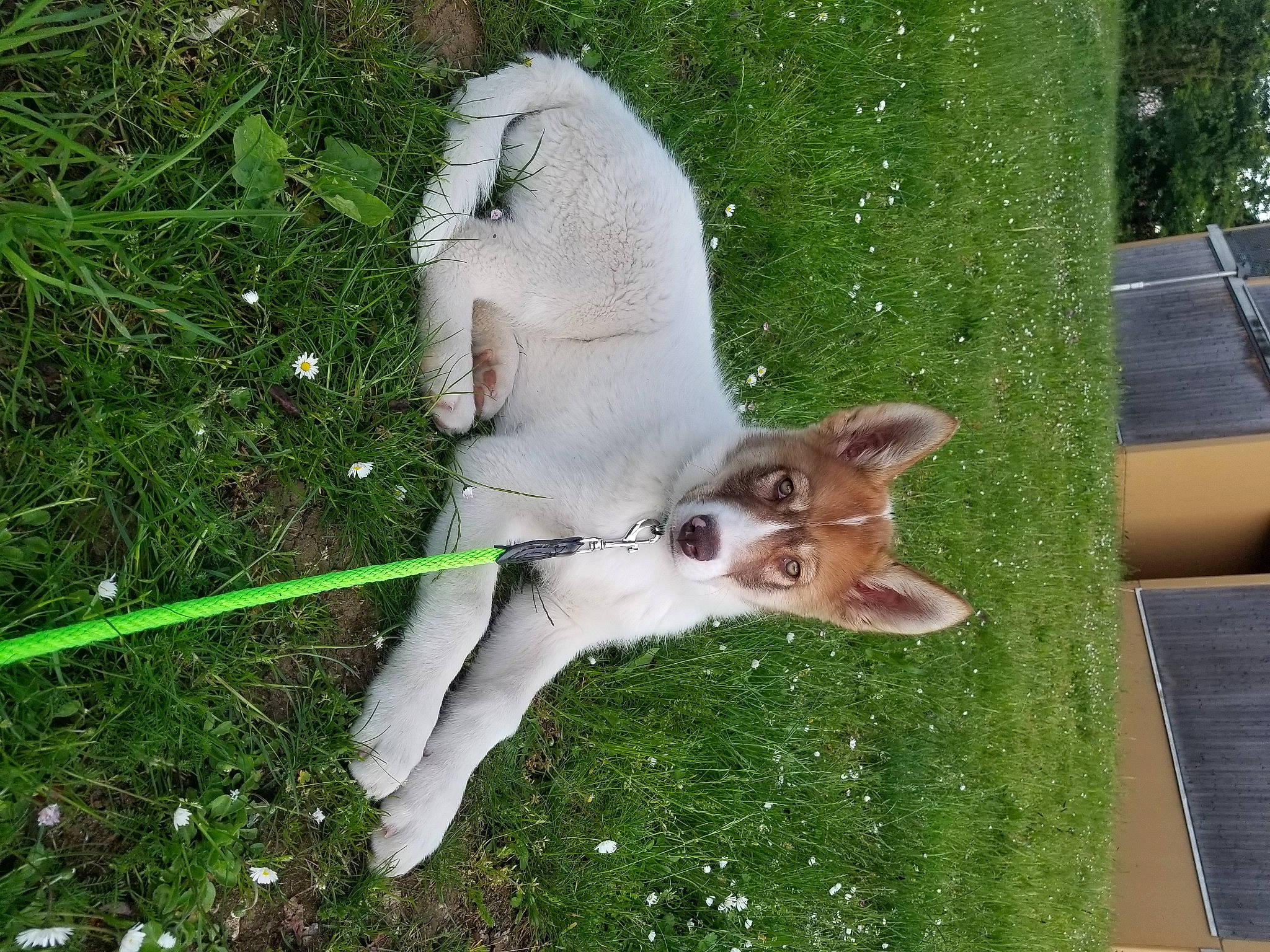 Artik participe au concours pour gagner de l'argent avec cette photo : canidae, carnivore, companion_dog, dog, dog_breed, fawn, felidae, fur, goats, grass, lawn, plant, shade, small_to_medium_sized_cats, sporting_group, tail, terrestrial_animal, tree, wing, working_animal