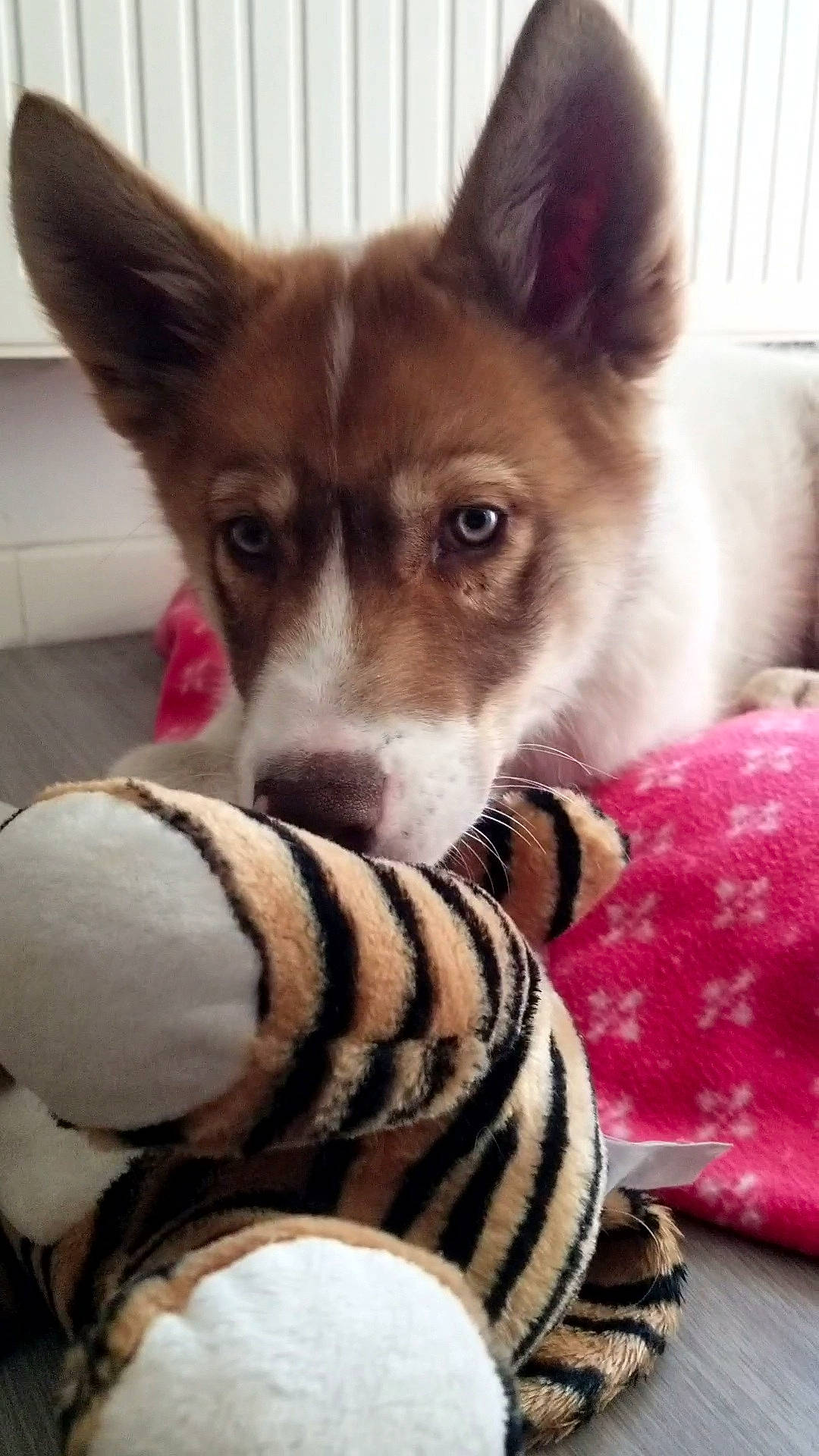 Artik participe au concours pour gagner de l'argent avec cette photo : canidae, carnivore, collar, comfort, companion_dog, dog, dog_breed, dog_collar, dog_supply, ear, fawn, fur, head, paw, photo_caption, sitting, snout, sporting_group, whiskers, working_animal