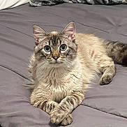 Snow is registered to the contest to win money with this photo: cat, fluffy, bed, blanket, gray, paws, feline, pet, animal, indoor, cozy, resting, cute, portrait, whiskers, ears, eyes, fur, relaxed, crossed_paws