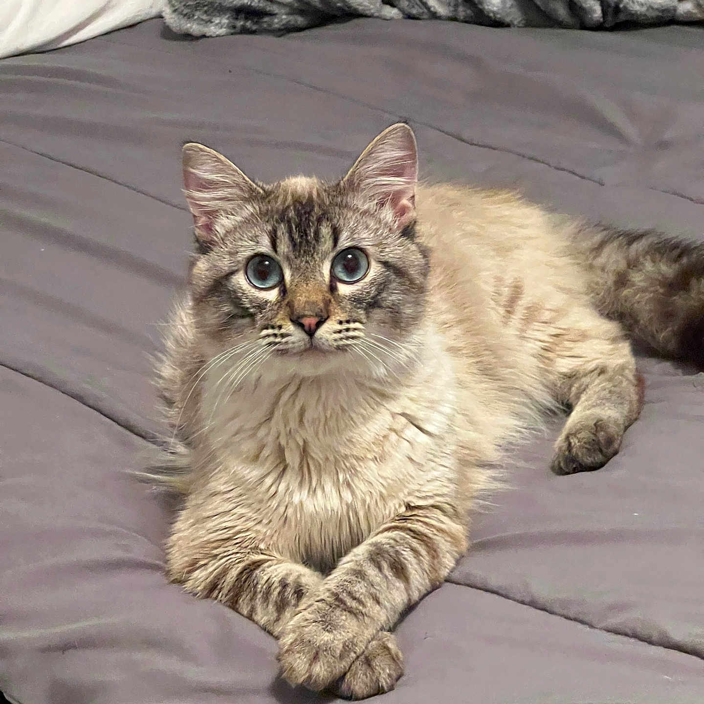 Snow is registered to the contest to win money with this photo: animal, bed, blanket, cat, cozy, crossed_paws, cute, ears, eyes, feline, fluffy, fur, gray, indoor, paws, pet, portrait, relaxed, resting, whiskers