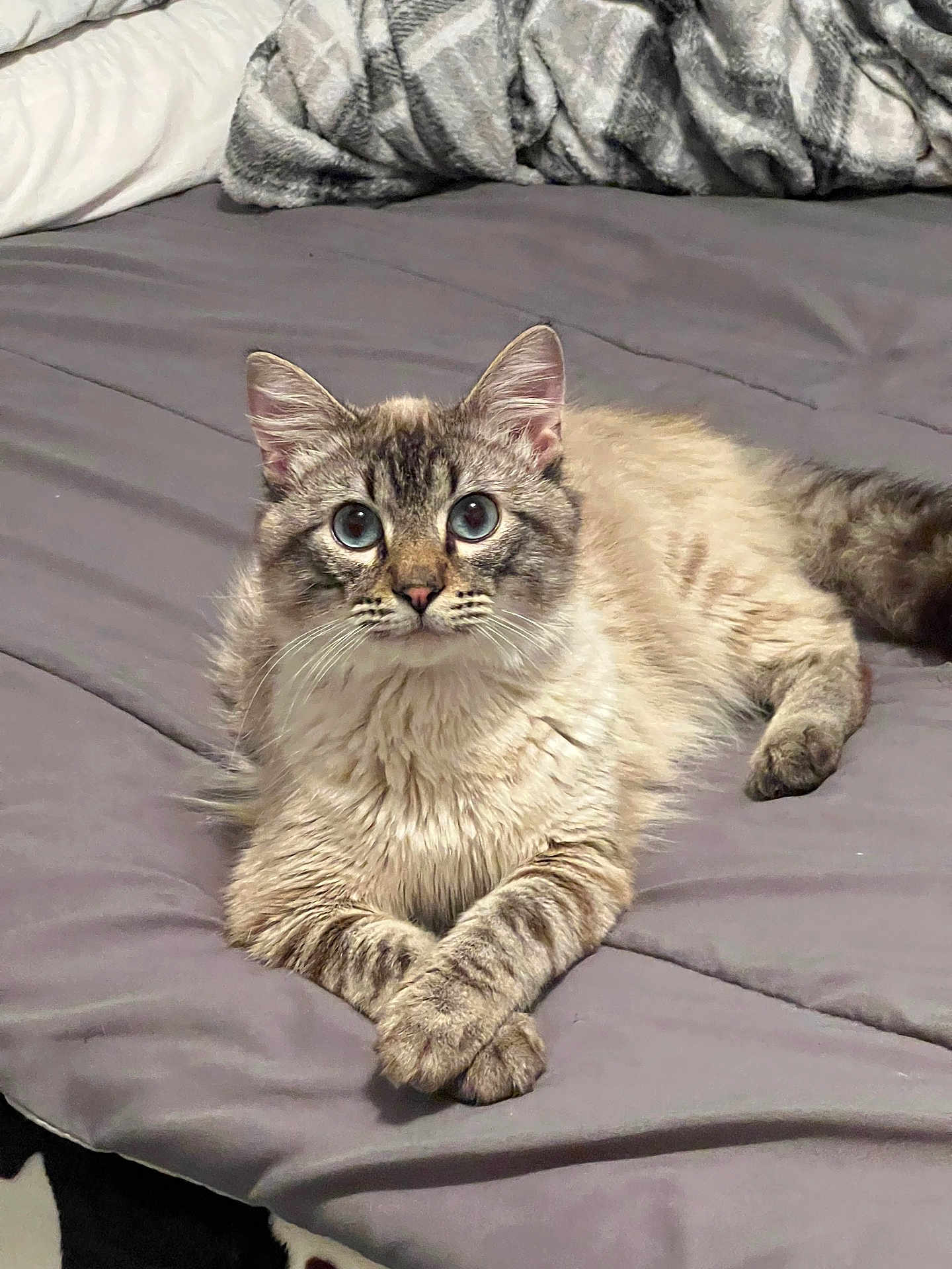 Snow is registered to the contest to win money with this photo: cat, fluffy, bed, blanket, gray, paws, feline, pet, animal, indoor, cozy, resting, cute, portrait, whiskers, ears, eyes, fur, relaxed, crossed_paws
