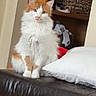 Raja is registered to the contest to win money with this photo: animal, basket, cat, couch, cozy, cute, domestic_animal, fabric, feline, fluffy, fur, home, indoor, leather, orange_and_white, pet, pillow, relaxed, shelf, sitting