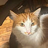 Raja is registered to the contest to win money with this photo: animal, cat, chair, close_up, cozy, curious, domestic_cat, eyes, feline, fur, indoor, orange_cat, pet, portrait, sitting, soft_light, warm_light, whiskers, white_cat, wooden_floor