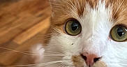 Raja joined the competition — help win amazing prizes! animal, cabinet, cat, close_up, closeup, curious, cute, domestic, ears, face, feline, fur, green_eyes, indoor, nose, orange_and_white, pet, portrait, whiskers, wooden_floor