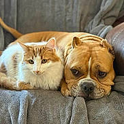 Raja joined the competition — help win amazing prizes! cat, dog, orange_cat, brown_dog, fluffy, snuggling, couch, blanket, pet, companion, resting, indoors, cozy, animal, feline, canine, relaxed, cute, domestic, friendship
