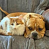 cat, dog, orange_cat, brown_dog, fluffy, snuggling, couch, blanket, pet, companion, resting, indoors, cozy, animal, feline, canine, relaxed, cute, domestic, friendship
