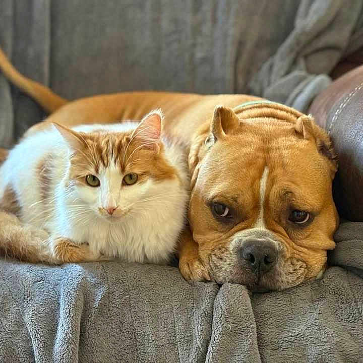 Raja joined the competition — help win amazing prizes! cat, dog, orange_cat, brown_dog, fluffy, snuggling, couch, blanket, pet, companion, resting, indoors, cozy, animal, feline, canine, relaxed, cute, domestic, friendship