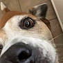 Hazel is registered to the contest to win money with this photo: dog, close_up, nose, eye, curious, pet, animal, indoor, floor, brown, white, black_nose, canine, face, fur, whiskers, snout, ears, tile, companion