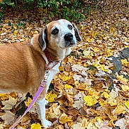 Hazel joined the competition — help win amazing prizes! dog, leash, autumn, fall_leaves, outdoor, nature, brown_fur, white_fur, collar, tag, tree, leaf_litter, rock, curious, pet, walking, grass, season, canine, closeup
