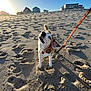 Hazel joined the competition — help win amazing prizes! dog, beach, sand, sunset, leash, happy, outdoor, pet, canine, footprints, sunlight, sky, house, hill, shadow, leash_clip, collar, nature, summer, vacation