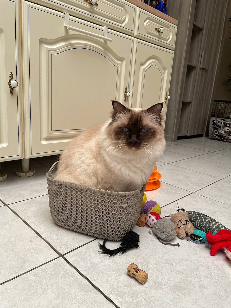 Néo a rejoint le concours — aidez-le/la à gagner de superbes lots ! bag, balinese, birman, cabinetry, carnivore, cat, door, fawn, felidae, flooring, fur, grey, luggage_and_bags, siamese, small_to_medium_sized_cats, snout, tail, thai, whiskers