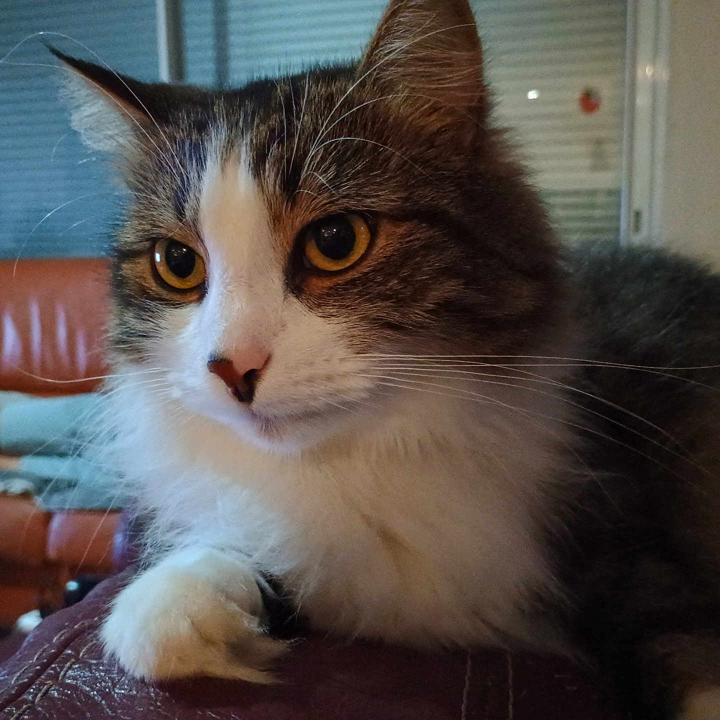 Loulou participe au concours pour gagner de l'argent avec cette photo : animal, background, cat, close_up, cozy, curious, domestic_cat, ears, feline, fluffy, fur, indoor, leather, living_room, paw, pet, sofa, two_cats, whiskers, yellow_eyes
