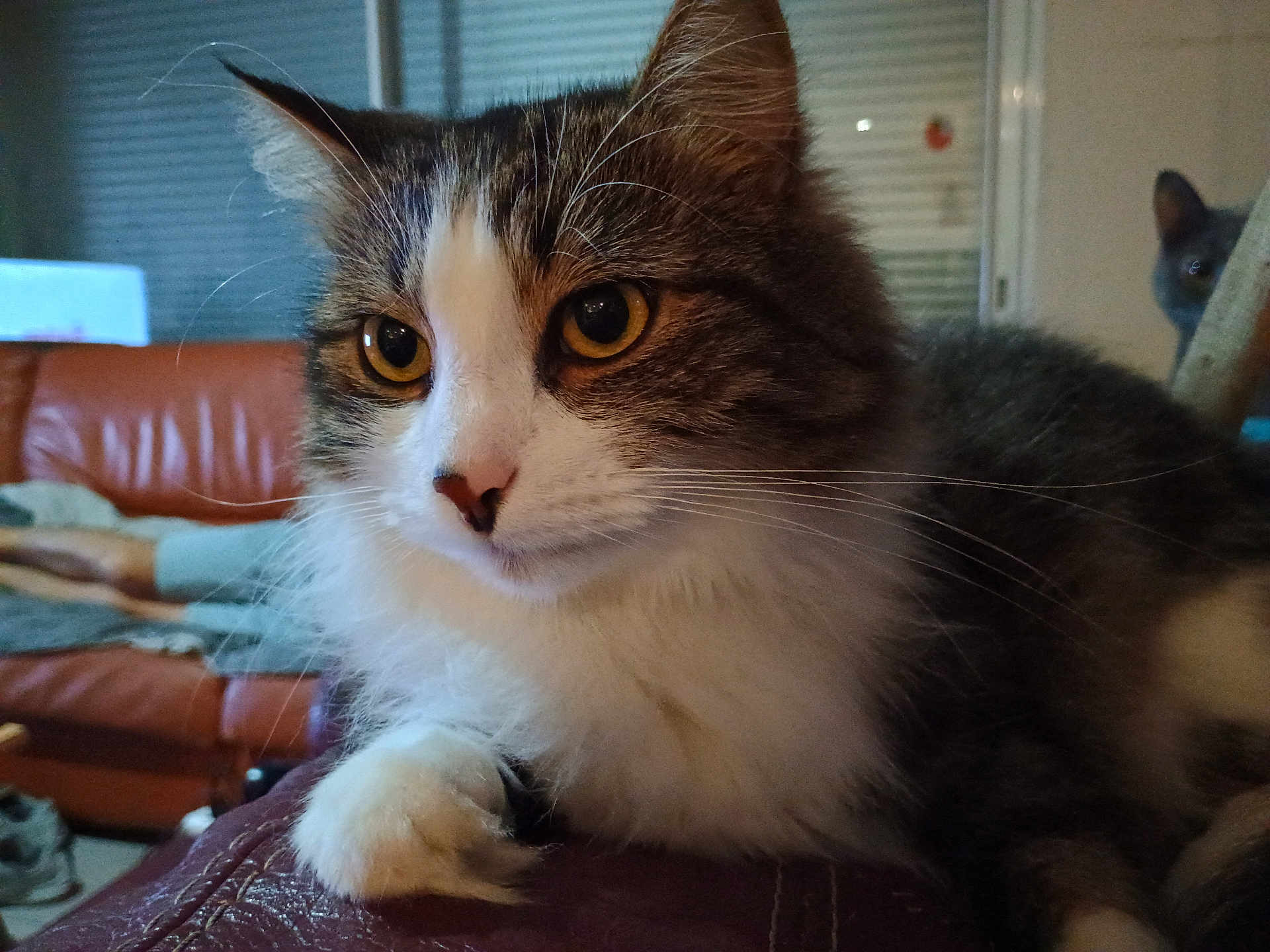 Loulou participe au concours pour gagner de l'argent avec cette photo : cat, close_up, indoor, fluffy, yellow_eyes, pet, animal, feline, curious, cozy, living_room, leather, sofa, background, whiskers, ears, paw, fur, domestic_cat, two_cats