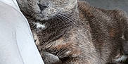 Tina a rejoint le concours — aidez-le/la à gagner de superbes lots ! cat, gray_cat, tabby, yellow_eyes, pet, feline, fur, whiskers, closeup, resting, indoor, blanket, fabric, cozy, relaxed, cute, animal, mammal, paw, portrait