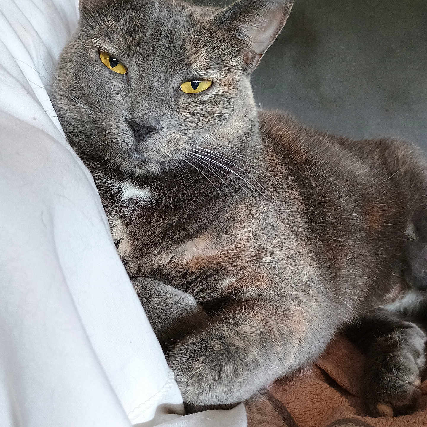 Tina a rejoint le concours — aidez-le/la à gagner de superbes lots ! animal, blanket, cat, closeup, cozy, cute, fabric, feline, fur, gray_cat, indoor, mammal, paw, pet, portrait, relaxed, resting, tabby, whiskers, yellow_eyes
