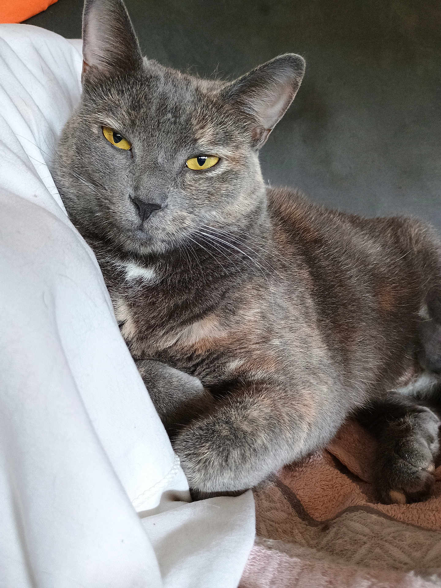 Tina a rejoint le concours — aidez-le/la à gagner de superbes lots ! cat, gray_cat, tabby, yellow_eyes, pet, feline, fur, whiskers, closeup, resting, indoor, blanket, fabric, cozy, relaxed, cute, animal, mammal, paw, portrait