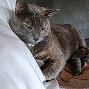 Tina a rejoint le concours — aidez-le/la à gagner de superbes lots ! cat, gray_cat, pet, feline, resting, blanket, white_fabric, soft_texture, indoor, relaxed, sleepy, closeup, fur, whiskers, ears, paw, animal, companion, cute, cozy