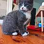 kitten, cat, grey_cat, white_paws, blue_eyes, sitting, wooden_table, indoor, home, furniture, tray, curious, pet, animal, young_cat, domestic_cat, cute, small, furry, whiskers