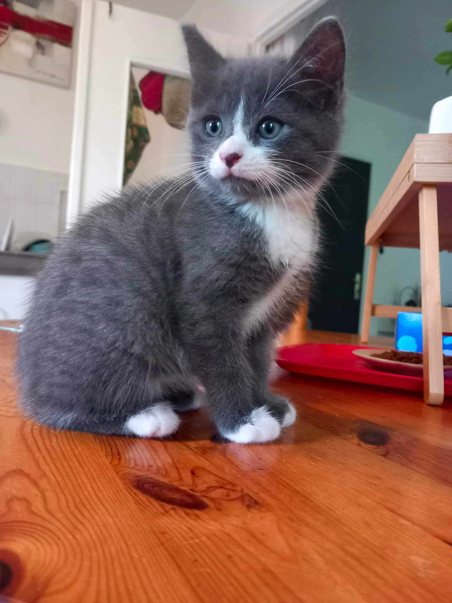 Kera participe au concours pour gagner de l'argent avec cette photo : kitten, cat, grey_cat, white_paws, blue_eyes, sitting, wooden_table, indoor, home, furniture, tray, curious, pet, animal, young_cat, domestic_cat, cute, small, furry, whiskers