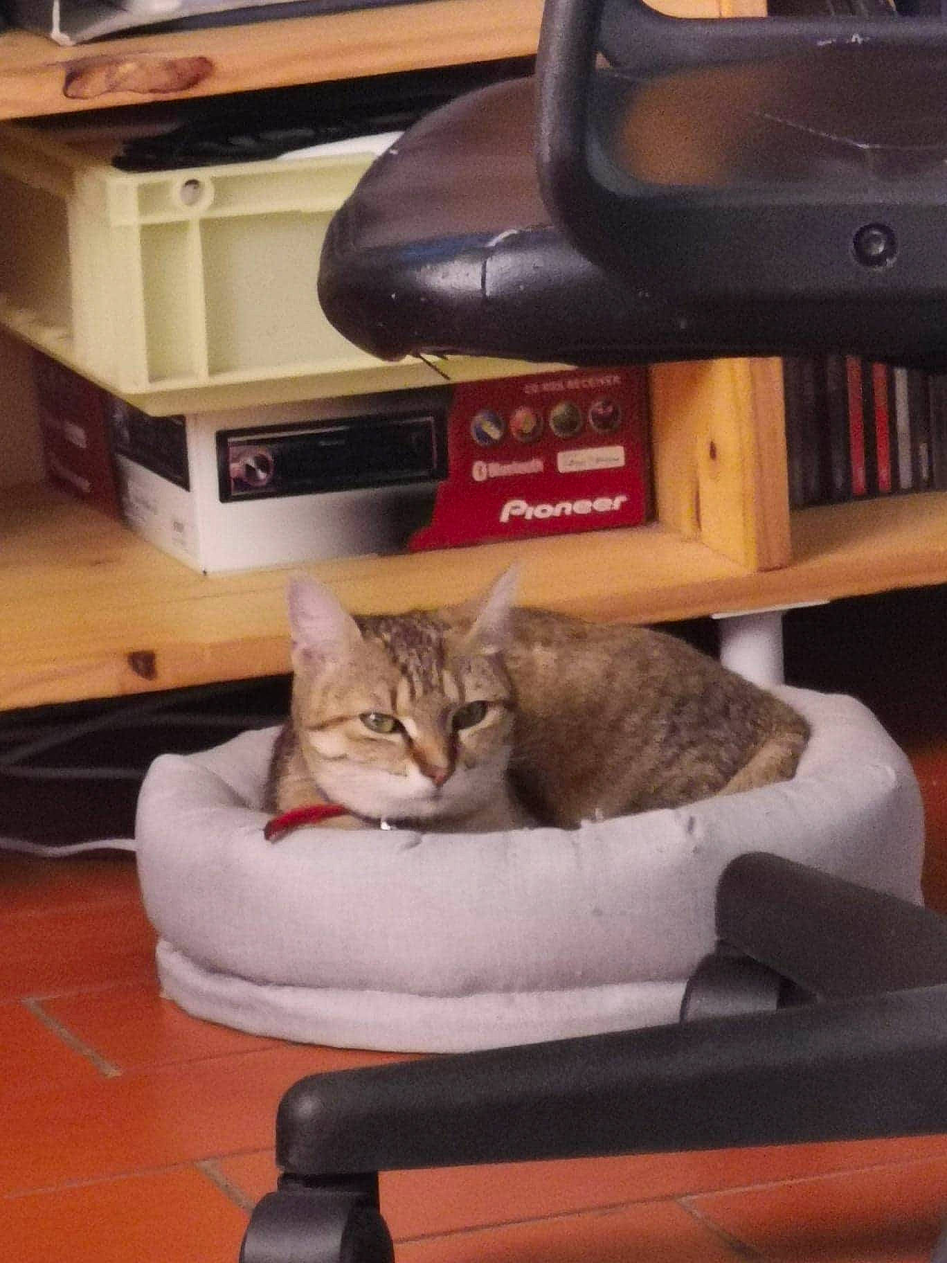 Pitchoune participe au concours pour gagner de l'argent avec cette photo : american_shorthair, asian, carnivore, cat, chair, comfort, domestic_short_haired_cat, european_shorthair, felidae, furniture, kitten, polydactyl_cat, small_to_medium_sized_cats, tabby_cat, table, whiskers