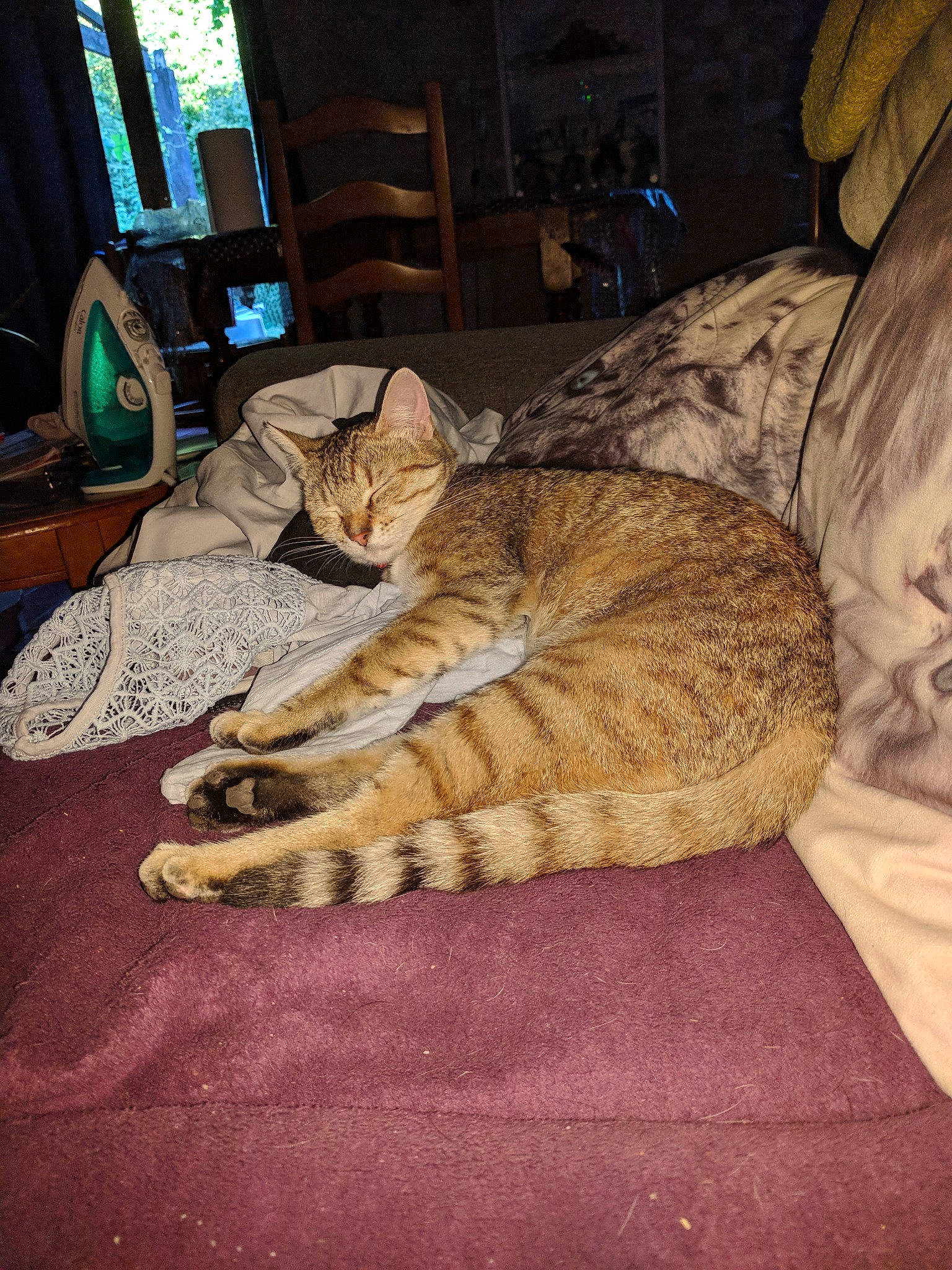 Pitchoune a rejoint le concours — aidez-le/la à gagner de superbes lots ! asian, carnivore, cat, chausie, domestic_short_haired_cat, dragon_li, egyptian_mau, european_shorthair, fawn, felidae, fur, ocicat, sleep, small_to_medium_sized_cats, tabby_cat, tail, whiskers, wild_cat