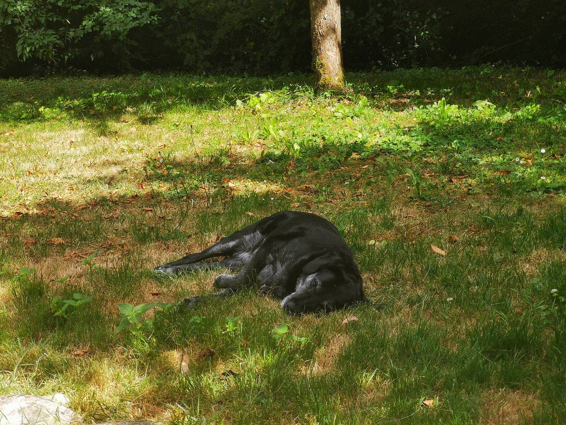 Daisy a rejoint le concours — aidez-le/la à gagner de superbes lots ! grass, lawn, pasture, plant, sporting_group, tree