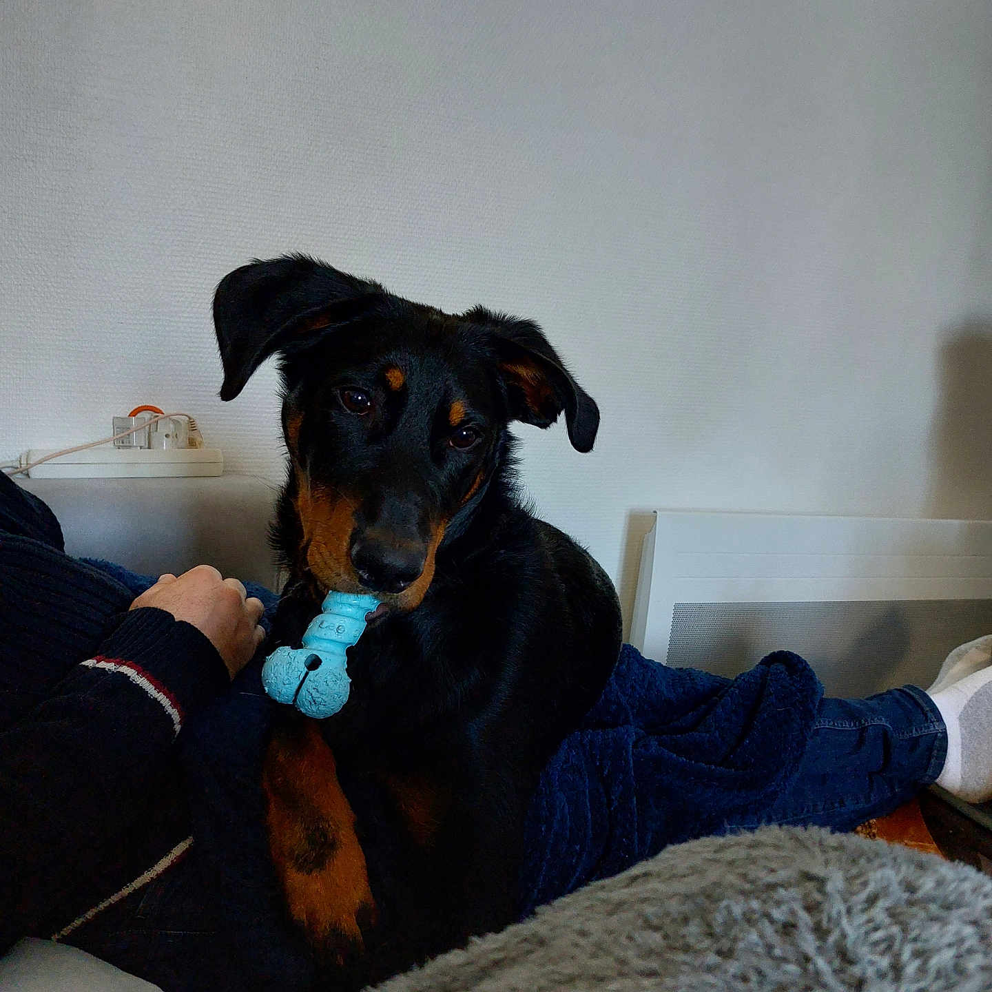 Ulysse participe au concours pour gagner de l'argent avec cette photo : adult, animal, bed, blanket, bodypart, canine, clothing, couch, dog, furniture, hound, indoors, knitwear, male, man, pants, person, pet, puppy, sweater