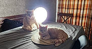 Croquette Et Sushi a rejoint le concours — aidez-le/la à gagner de superbes lots ! bed, bedspread, bright_light, cat, chair, cozy, curtain, domestic_cat, feline, ginger_cat, indoor, lamp, pair_of_cats, pet, pillow, placemat, relaxed, shadow, sleepy, wooden_headboard