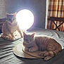 Croquette Et Sushi a rejoint le concours — aidez-le/la à gagner de superbes lots ! cat, pair_of_cats, ginger_cat, feline, pet, indoor, bed, bedspread, lamp, bright_light, placemat, curtain, wooden_headboard, chair, pillow, relaxed, sleepy, domestic_cat, cozy, shadow