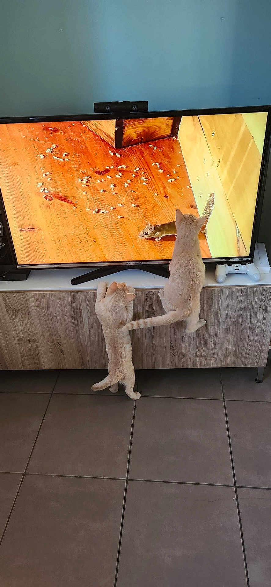 Croquette Et Sushi a rejoint le concours — aidez-le/la à gagner de superbes lots ! cat, cats, kitten, television, tv_screen, mouse, wooden_floor, tv_stand, cabinet, tile_floor, game_controller, remote_control, wall, indoor, curious, pet, standing, paw, tail, watching