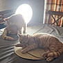 cat, cats, ginger_cat, tabby, bed, table, placemat, lamp, bright_light, curtain, plaid_curtain, chair, wooden_headboard, pillow, blanket, indoor, resting, grooming, tail, domestic_animal