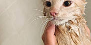 Croquette a rejoint le concours — aidez-le/la à gagner de superbes lots ! cat, wet_cat, ginger_cat, bathtub, showerhead, bathroom, shampoo_bottle, pet, whiskers, wet_fur, wide_eyes, surprised_expression, human_hand, holding, tiles, shelf, faucet, bathtub_rim, grooming, indoor