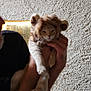 cat, feline, pet, lion_costume, costume, person, hand, holding, paw, indoor, textured_wall, wall, portrait, whiskers, orange_fur, beard, arm, chair, low_light, cute