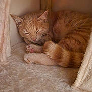 Croquette participe au concours pour gagner de l'argent avec cette photo : orange_cat, tabby_cat, sleeping_cat, cat, paw, paw_pad, curled_up, cat_house, cat_tree, plush, soft_texture, fur, whiskers, ears, tail, napping, indoor, cozy, closeup, relaxed