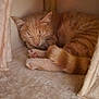 orange_cat, tabby_cat, sleeping_cat, cat, paw, paw_pad, curled_up, cat_house, cat_tree, plush, soft_texture, fur, whiskers, ears, tail, napping, indoor, cozy, closeup, relaxed