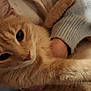 cat, orange_tabby, tabby, pet, feline, whiskers, ears, paws, close_up, portrait, indoor, cozy, human_hand, sweater, blanket, fur, eyes, cuddling, domestic_animal, relaxed