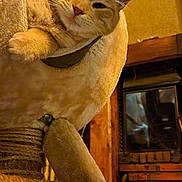 Sushi a rejoint le concours — aidez-le/la à gagner de superbes lots ! cat, orange_cat, feline, pet, cat_face, whiskers, paw, cat_tree, scratching_post, plush, cozy, indoor, wooden_floor, wood_paneling, furniture, closeup, portrait, relaxed, warm_lighting, glass_reflection