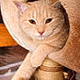 Sushi participe au concours pour gagner de l'argent avec cette photo : cat, ginger_cat, feline, pet, cat_face, cat_paw, cat_tree, cat_condo, sisal_post, cozy, indoor, amber_eyes, fur, whiskers, relaxed, portrait, close_up, wooden_floor, home, pet_accessory