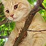 Sushi participe au concours pour gagner de l'argent avec cette photo : cat, feline, pet, tree, branch, leaves, outdoor, close_up, whiskers, paws, climbing, orange_cat, portrait, nature, sunlight, curious, ears, eyes, fur, greenery