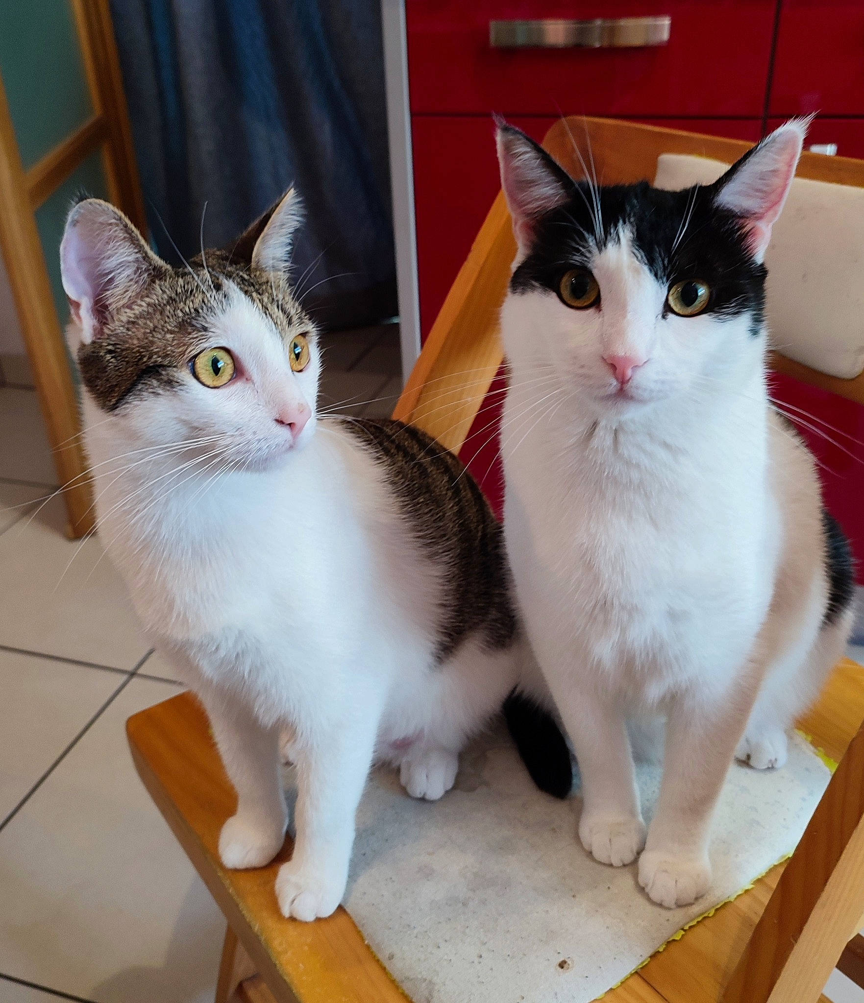 Nala Et Simba participe au concours pour gagner de l'argent avec cette photo : carnivore, cat, curtain, domestic_short_haired_cat, door, felidae, flooring, fur, hardwood, mammal, paw, pet_supply, small_to_medium_sized_cats, snout, tail, vertebrate, whiskers, window, wood