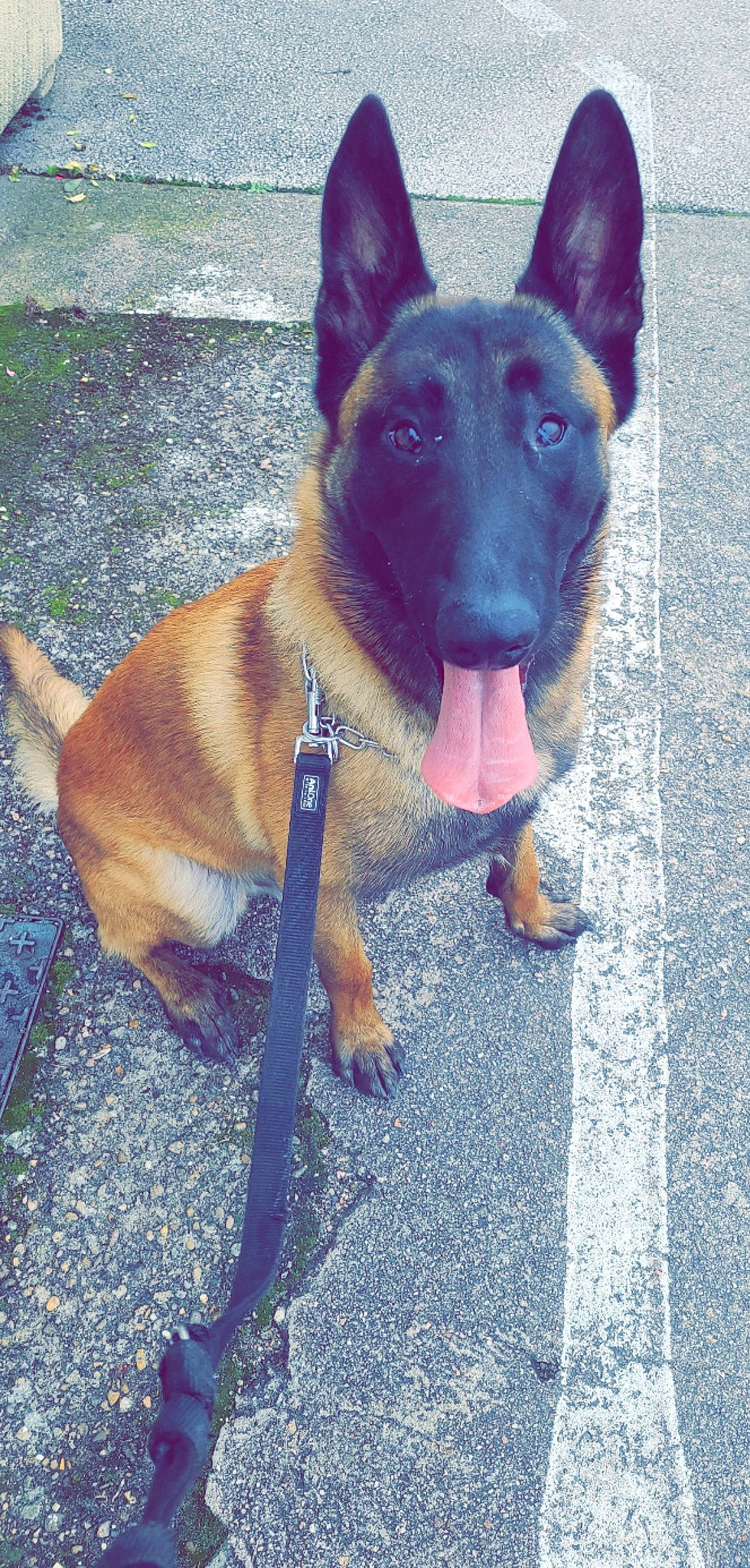 Rosko a rejoint le concours — aidez-le/la à gagner de superbes lots ! ancient_dog_breeds, canidae, carnivore, collar, companion_dog, dog, dog_breed, dog_collar, dog_supply, electric_blue, fawn, guard_dog, herding_dog, pet_supply, road_surface, snout, sporting_group, tail, working_animal, working_dog