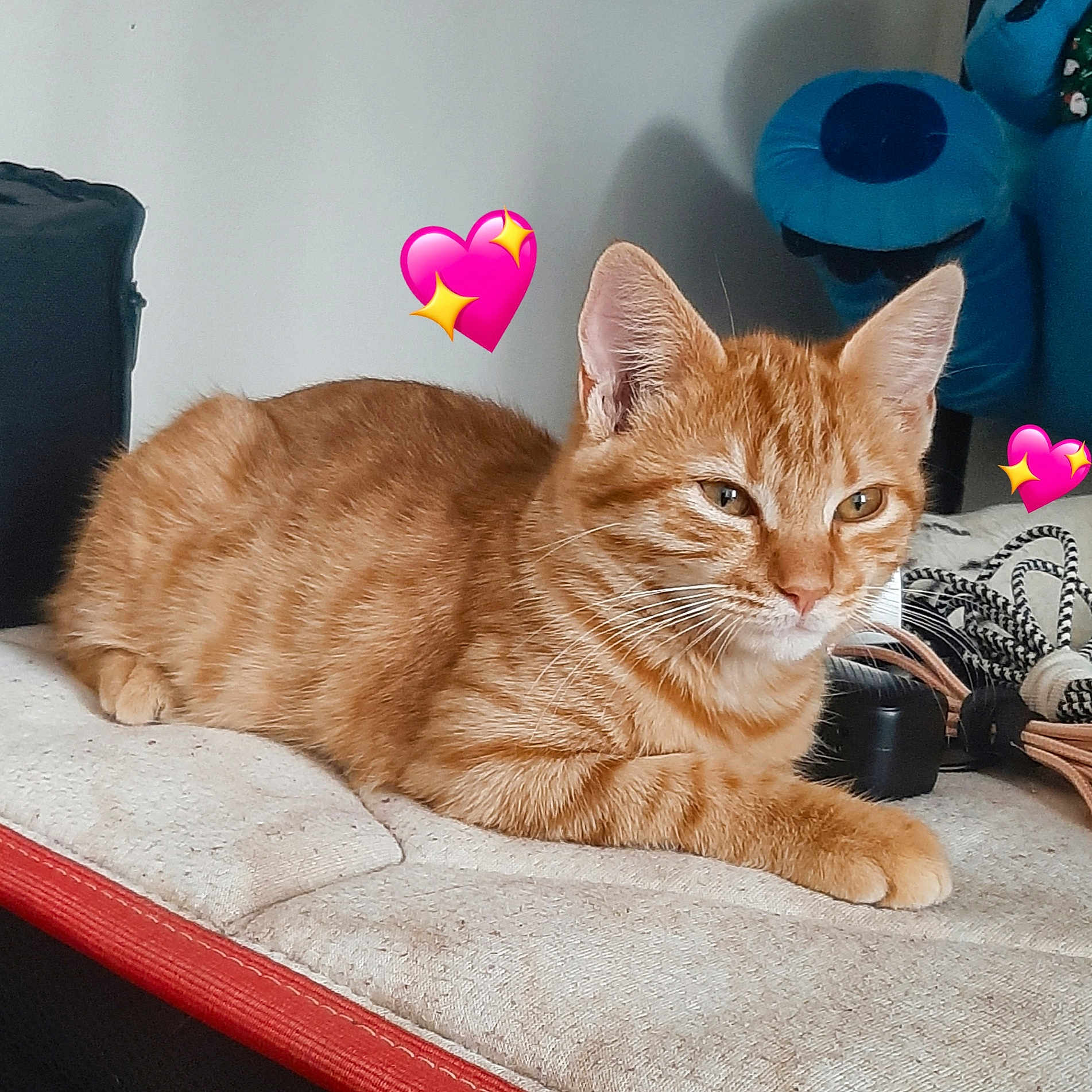 Asuka participe au concours pour gagner de l'argent avec cette photo : cat, orange_tabby, feline, pet, animal, lying_down, lounging, whiskers, ears, eyes, fur, striped_fur, paws, indoors, couch, blanket, plush_toy, heart_emoji, portrait, relaxed