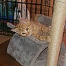 kitten, cat, orange_tabby, feline, pet, animal, fluffy, whiskers, ears, eyes, lying_down, relaxed, cat_tree, scratching_post, hammock, gray_blanket, pet_cage, cardboard_boxes, indoor, portrait