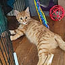 cat, kitten, orange_tabby, animal, pet, feline, lying_down, portrait, blue_eyes, whiskers, ears, striped_fur, wooden_floor, pet_cage, cage_bars, cat_toys, colorful_toy, red_ball, indoor, cute