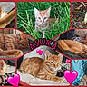adorable, animal, cat, collage, cute, feline, fluffy, grass, indoor, kitten, lying_down, multiple_cats, orange_tabby, outdoor, pet, pink_hearts, portrait, scrapbook, sitting, sleeping