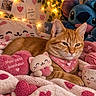 animal, bandana, bedroom, blanket, cat, close_up, cozy, fairy_lights, hearts, indoor, lying_down, mug, orange_cat, pet, pink, plush_toy, portrait, sitting, stuffed_animal, tabby